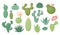 Mexico cactus plants, wild cacti collection. Bright nature decorative flowers and succulents, cute desert drawing