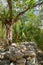 Mexico, Cancun. Chichen Itza, Yucatn. High priest grave, pyramid and monument