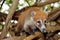 Mexico: Coati