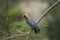 Mexico Golden-cheeked Woodpecker