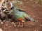 Mexico: native bird ocellated turkey Meleagris ocellata