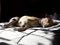 Mexico rescued street dog sunbathing in the morning San Miguel de Allende