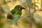 Mexico wildlife. Exotic bird from tropical forest. Small toucan Blue-throated Toucanet, Aulacorhynchus prasinus, green bird in the