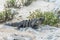 Mexico wildlife free iguana living lizard beach