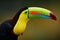 Mexico wildlife. Keel-billed Toucan, Ramphastos sulfuratus, bird with big bill sitting on branch in the forest,  Yucatan. Nature