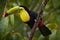 Mexico wildlife. Keel-billed Toucan, Ramphastos sulfuratus, bird with big bill sitting on branch in the forest, Yucatan. Nature