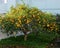 Meyer lemon tree, in California backyard.