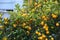 Meyer lemon tree, in California backyard.