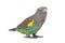 Meyer Parrot