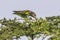 Meyer\'s (Brown) Parrot, Eating