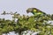 Meyer\'s (Brown) Parrot, Perched