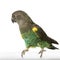 Meyer\'s Parrot