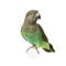 Meyer\'s Parrot