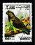 Meyer`s Parrot Poicephalus meyeri, Parrots serie, circa 1999