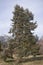 Meyer`s spruce tree