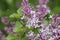 Meyers Lilac Syringa meyeri Palibin, close-up of blooming