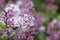 Meyers Lilac Syringa meyeri Palibin, flowers in close-up