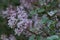 Meyers Lilac Syringa meyeri Palibin, pink flower panicles