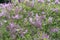 Meyers Lilac Syringa meyeri Palibin, pink flowering shrub