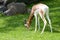 Mhorr gazella eating grass