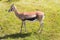 Mhorr Gazelle on grass