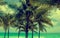 Miami Beach Palms - retro effect