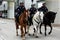 Miami Downtown, FL, USA - JUNE 4, 2020: Three police officers on horseback.