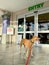 Miami, FL - July 24, 2020: Leashed dog at entrace of Milam`s Supermarkt in Pinecrest in front of Facial Covering Required and No