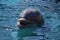 Miami, Florida - USA - January 08, 2016: Dolphin Closeup