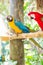 Miami, Florida / USA- May 26, 2019: Colorful Macaws true Parrots on a stick outdoors at Parrot Jungle park on Watson Island