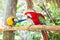 Miami, Florida / USA- May 26, 2019: Colorful Macaws true Parrots on a stick outdoors at Parrot Jungle park on Watson Island