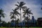 Miami - Scenic view from Oceans Drive on the silhouette of the tropical palm trees in Miami downtown during sunset, Florida