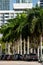 Miami street parking with row of palm trees