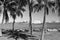 Miami, USA - February 29, 2016: sea view through palm trees. Sea voyage. Cruise ship in port. Holiday in tropical beach