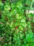 Miana bowl ornamental plant, with red stems and leaves shaped like a small bowl