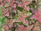 Miana coleus plant, miana coleus plant on small garden - stock photo