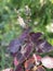 Miana, iler or Coleus atropurpureus Plectranthus scutellarioides is a shrub