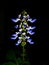 Miana, iler or coleus atropurpureus & x28;plectranthus scutellarioides& x29; is a shrub with a height of up to 1.5m.