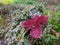 Miana, iler or Coleus atropurpureus is a shrub plant with a height of up to 1.5 m