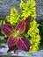 Miana, iler or Coleus atropurpureus is a shrub plant with a height of up to 1.5 m.