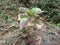 Miana Iler Coleus genus  perennial herbs shrubs succulent fleshy tuberous rootstock tropics and subtropics