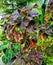 The miana plant is Coleus scutellarioides, which is a type of bush plant