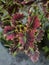miana plant, iler plant, exotic, red and black leaves. Coleus atropurpureus