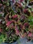 miana plant, iler plant, exotic, red and black leaves. Coleus atropurpureus