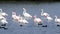 Mibngoink flamingo marshes and coastal lakes europe