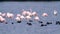 Mibngoink flamingo marshes and coastal lakes europe