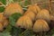 Mica cap(Coprinellus micaceus) fungus in the forest