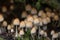 Mica cap coprinellus micaceus mushrooms