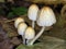 Mica Cap Mushrooms - Coprinellus micaceus