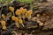 Mica cap mushrooms on a dead tree trunk